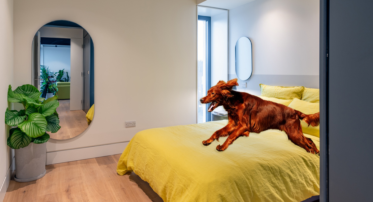 Top 6 PetFriendly Apartment Buildings in Manchester