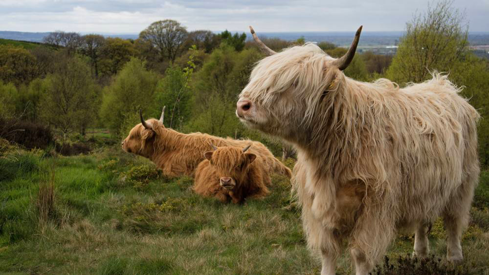 Weekend Walks: Lyme Park - Manchester’s Finest