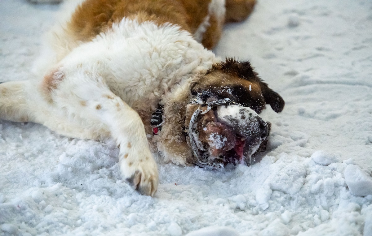 Chill Factore hold a special doggy chill session.