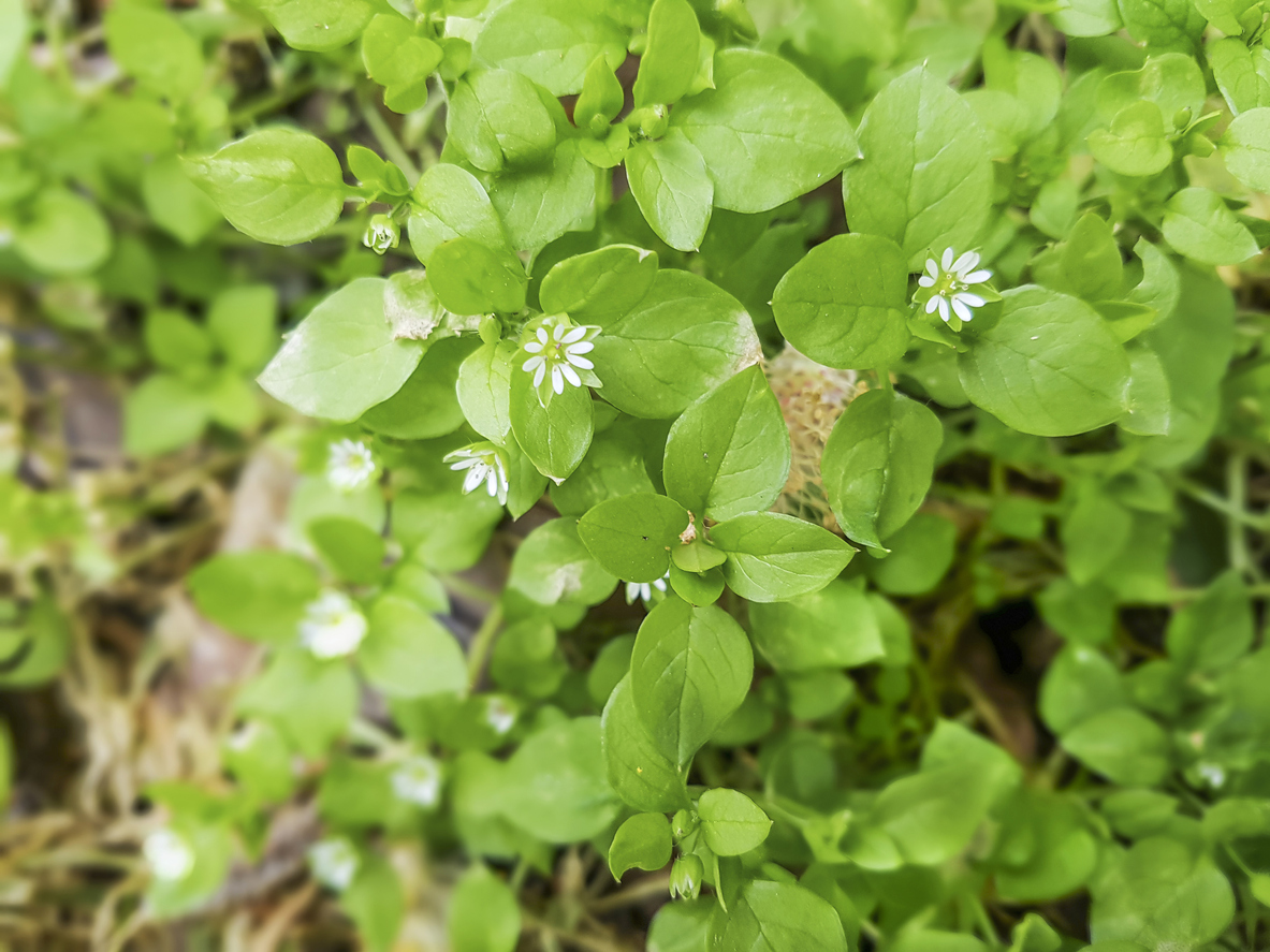 Chickweed, chickenwort, craches, maruns or winterweed, Stellaria media, growing in Galicia, Spain