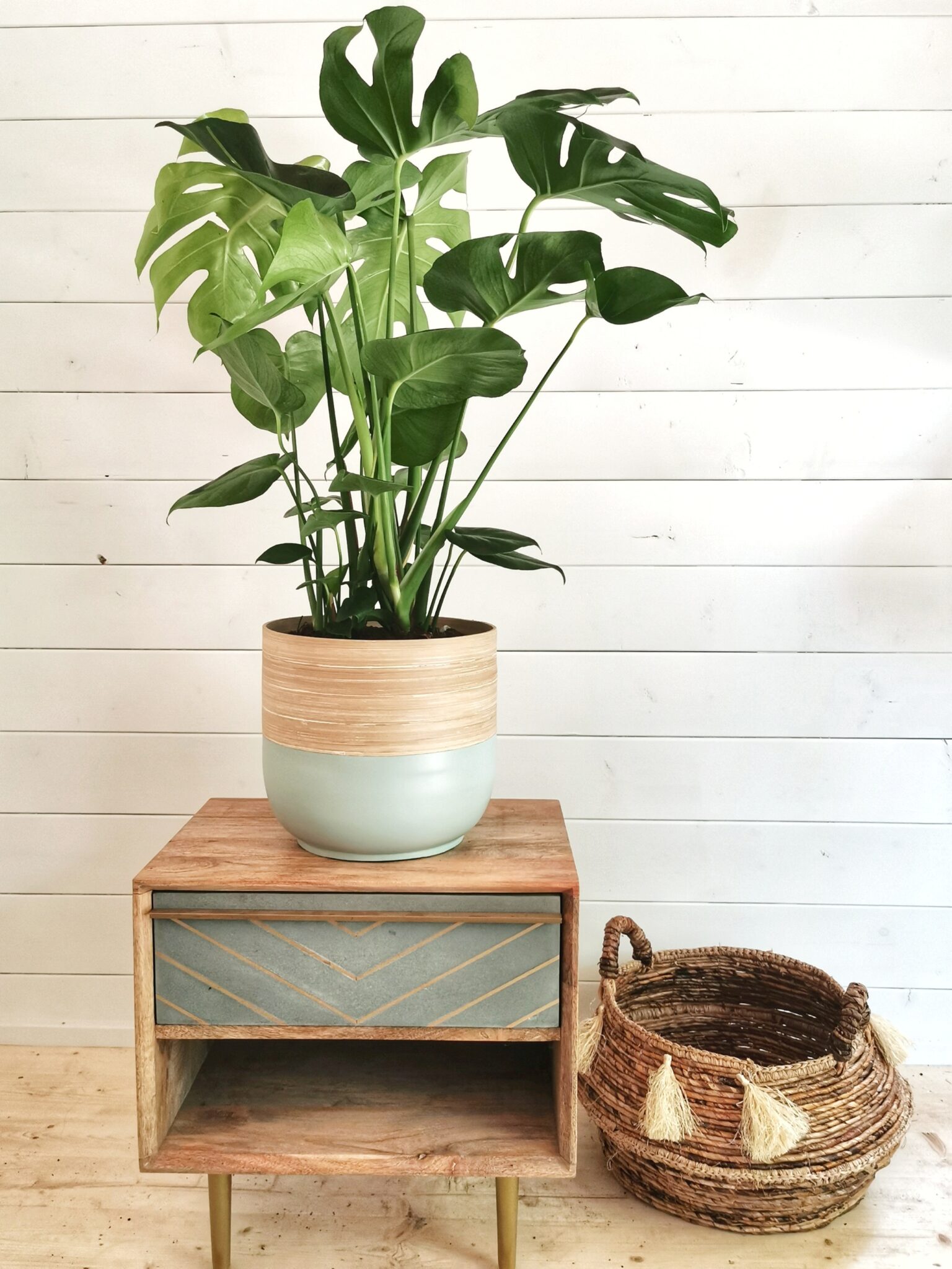 NEW OPENING Manchester's newest online plant shop is a plantlover's