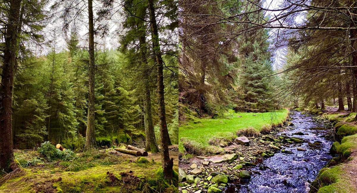 Walks Near Manchester Snake Woodland Manchester’s Finest