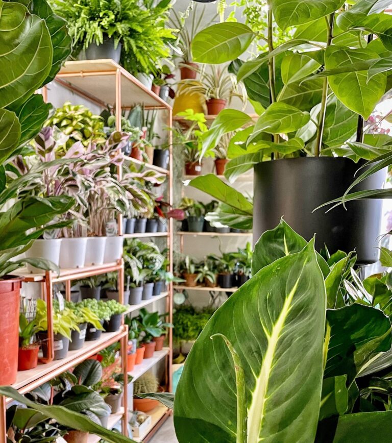 The best florists and plant shops in Manchester