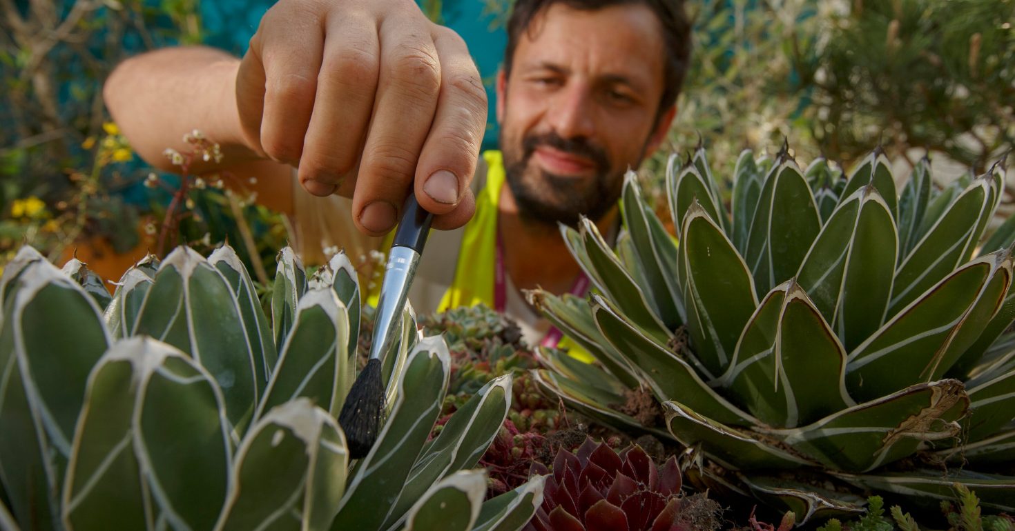 Garden designer Tom Wilkes-Rios dusts between leaves of succulents on his balcony garden 'The Blue Garden', during build-up of the RHS Chelsea Flower Show 2022, Thursday May 19, 2022. The show returns for the first time in spring for three years and opens to the public May 24...RHS / Luke MacGregor
