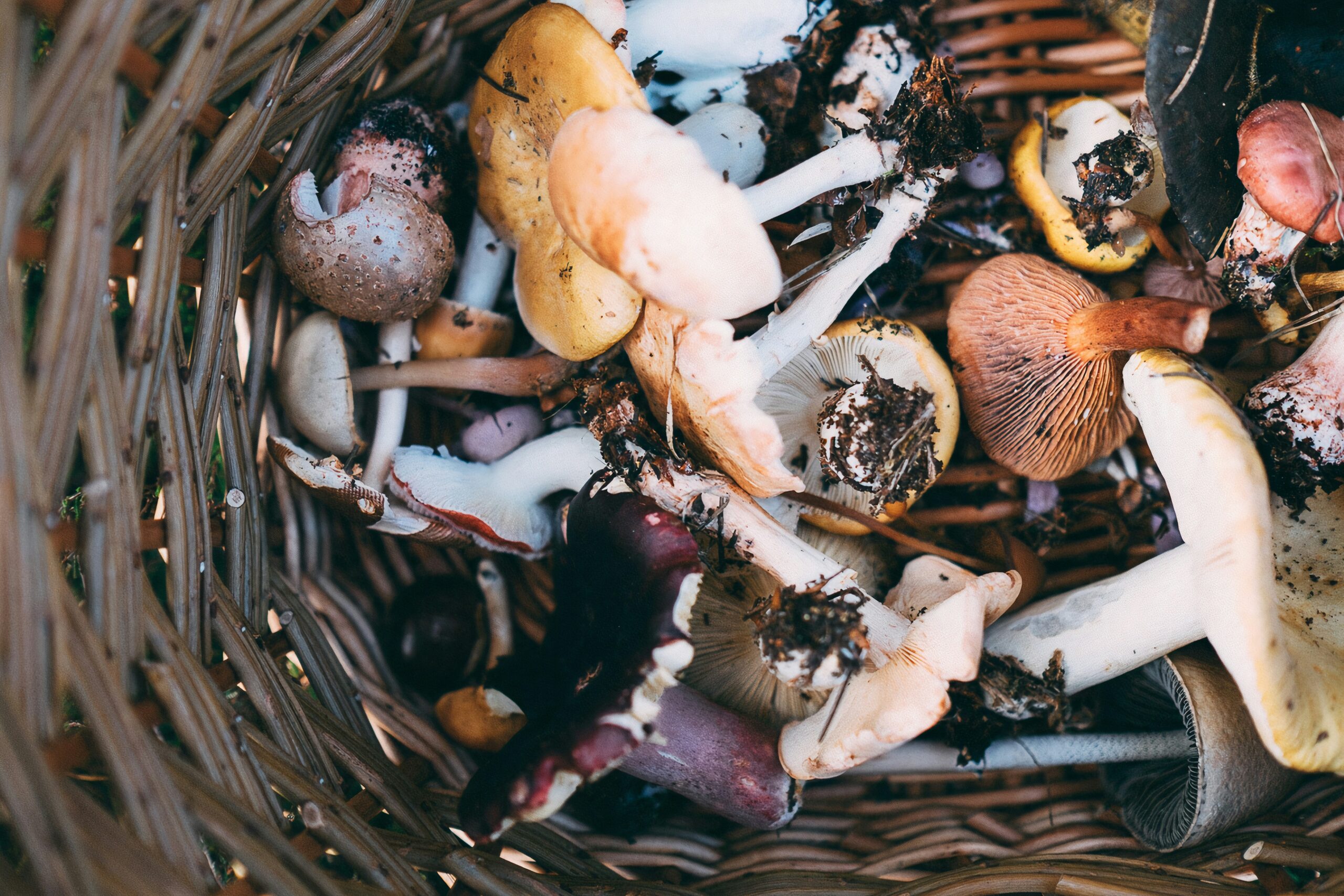 BSL Foraging Day