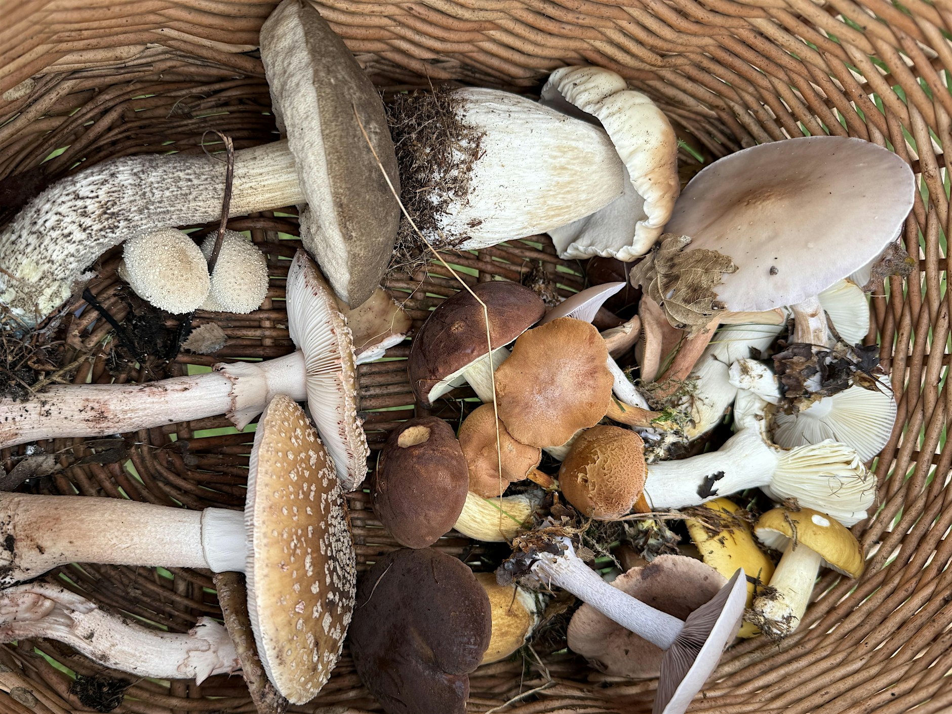 Foraging in Didsbury
